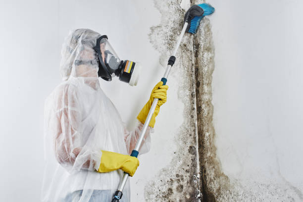 Best Black Mold Removal  in Pine Level, NC