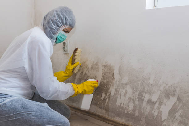 Best Office Mold Removal Services  in Pine Level, NC