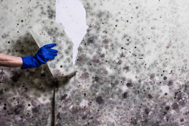 Best Emergency Mold Removal  in Pine Level, NC
