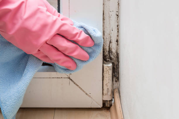 Best Fast Mold Removal  in Pine Level, NC